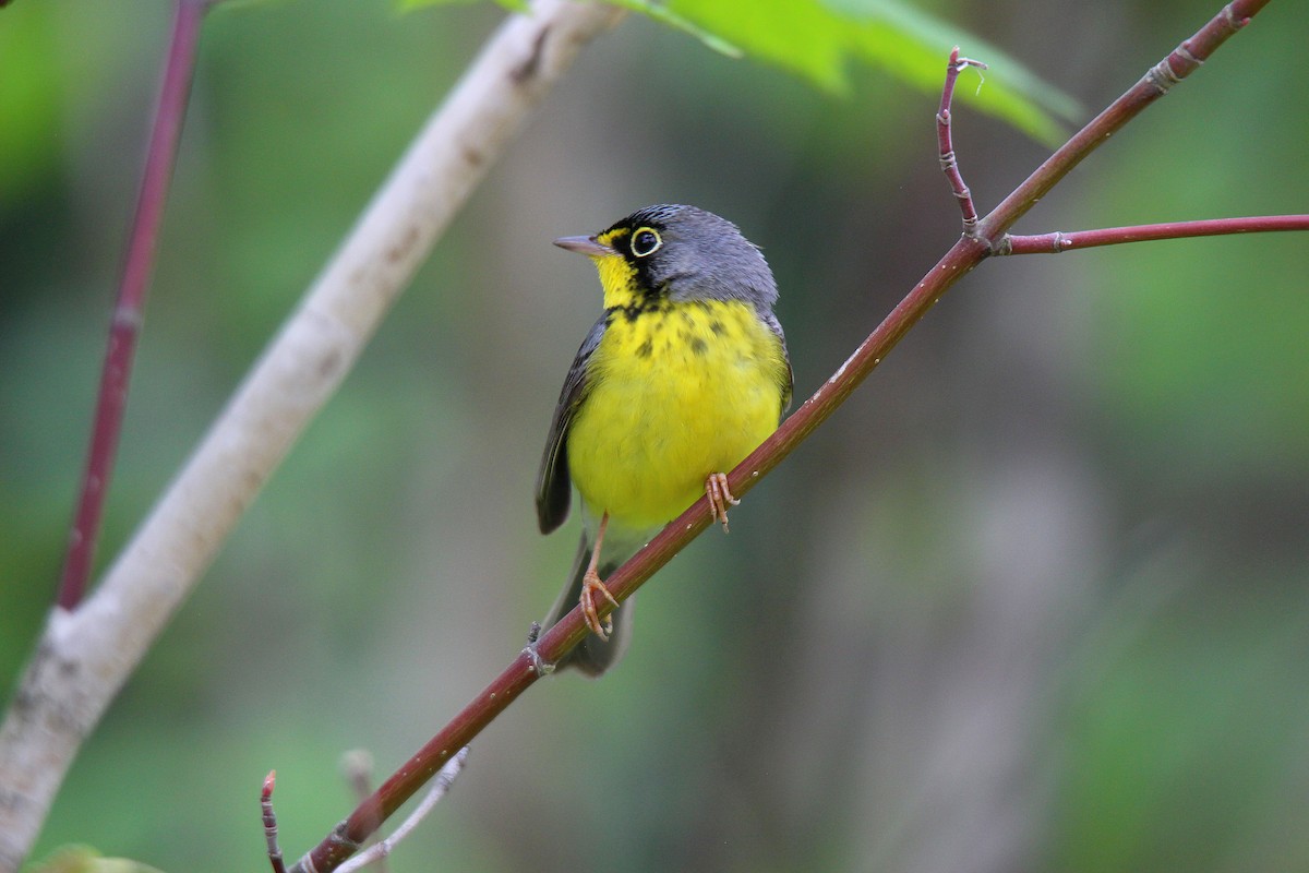Canada Warbler - ML637537295