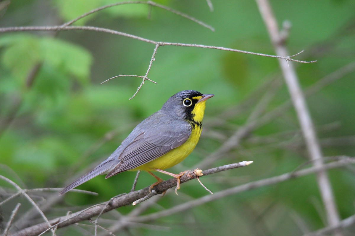 Canada Warbler - ML637537296