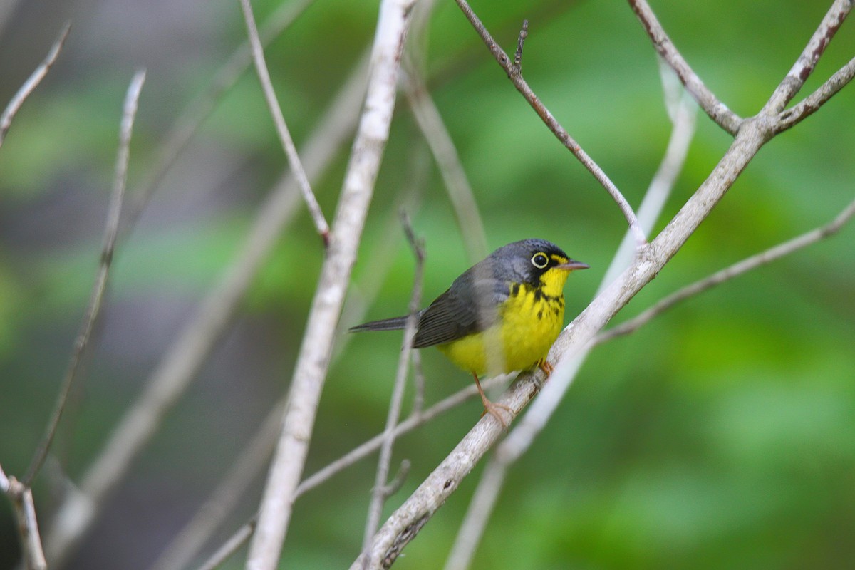 Canada Warbler - ML637537297