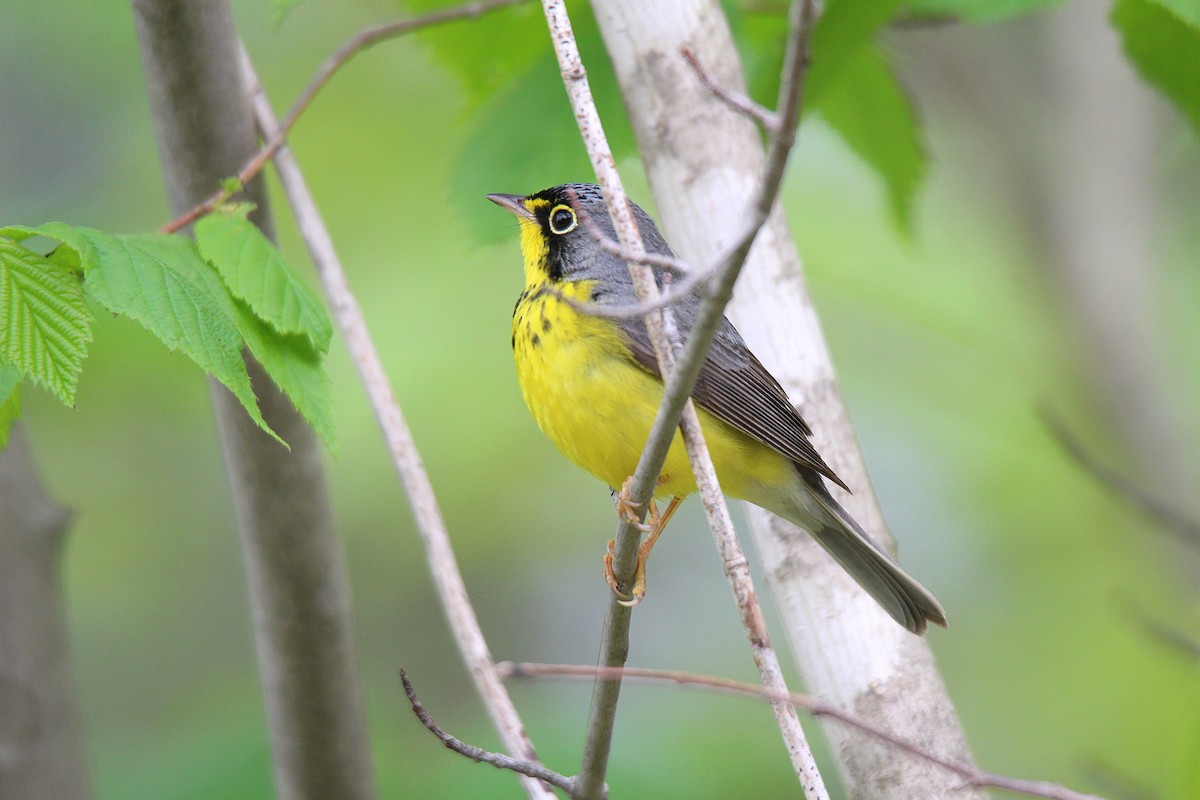 Canada Warbler - ML637537298