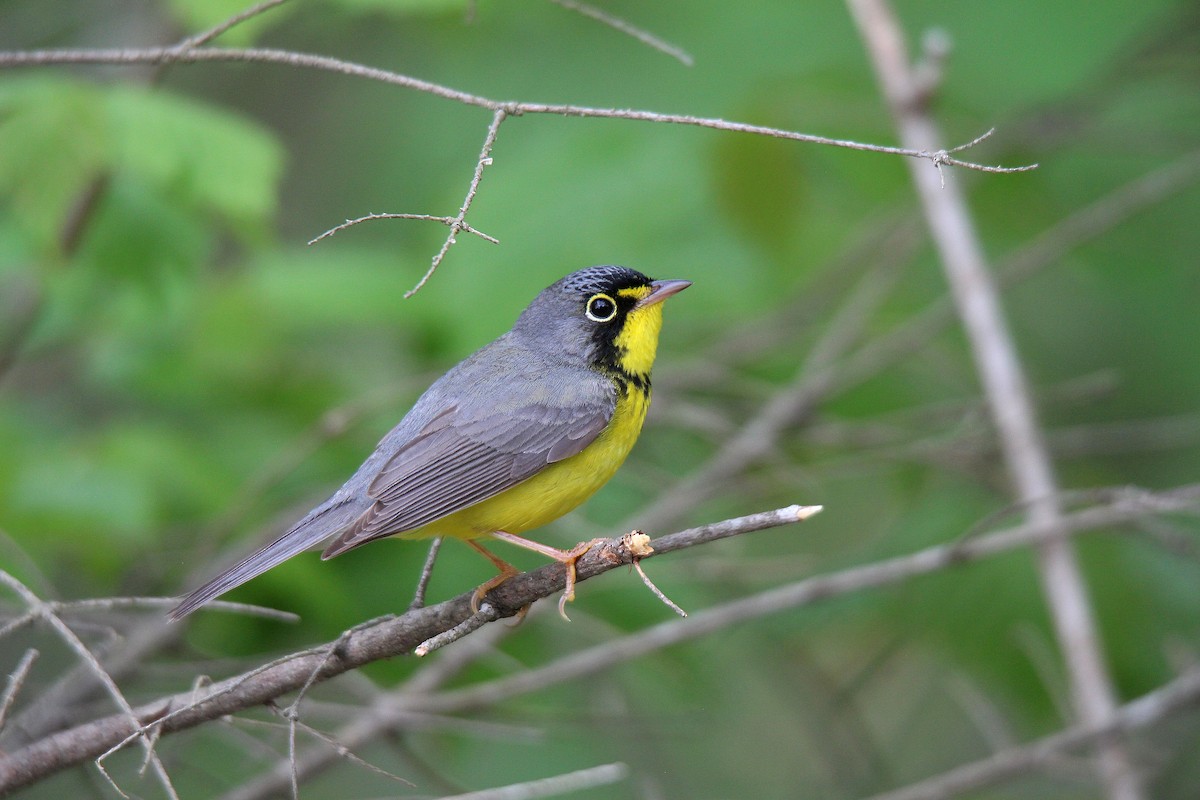 Canada Warbler - ML637537299