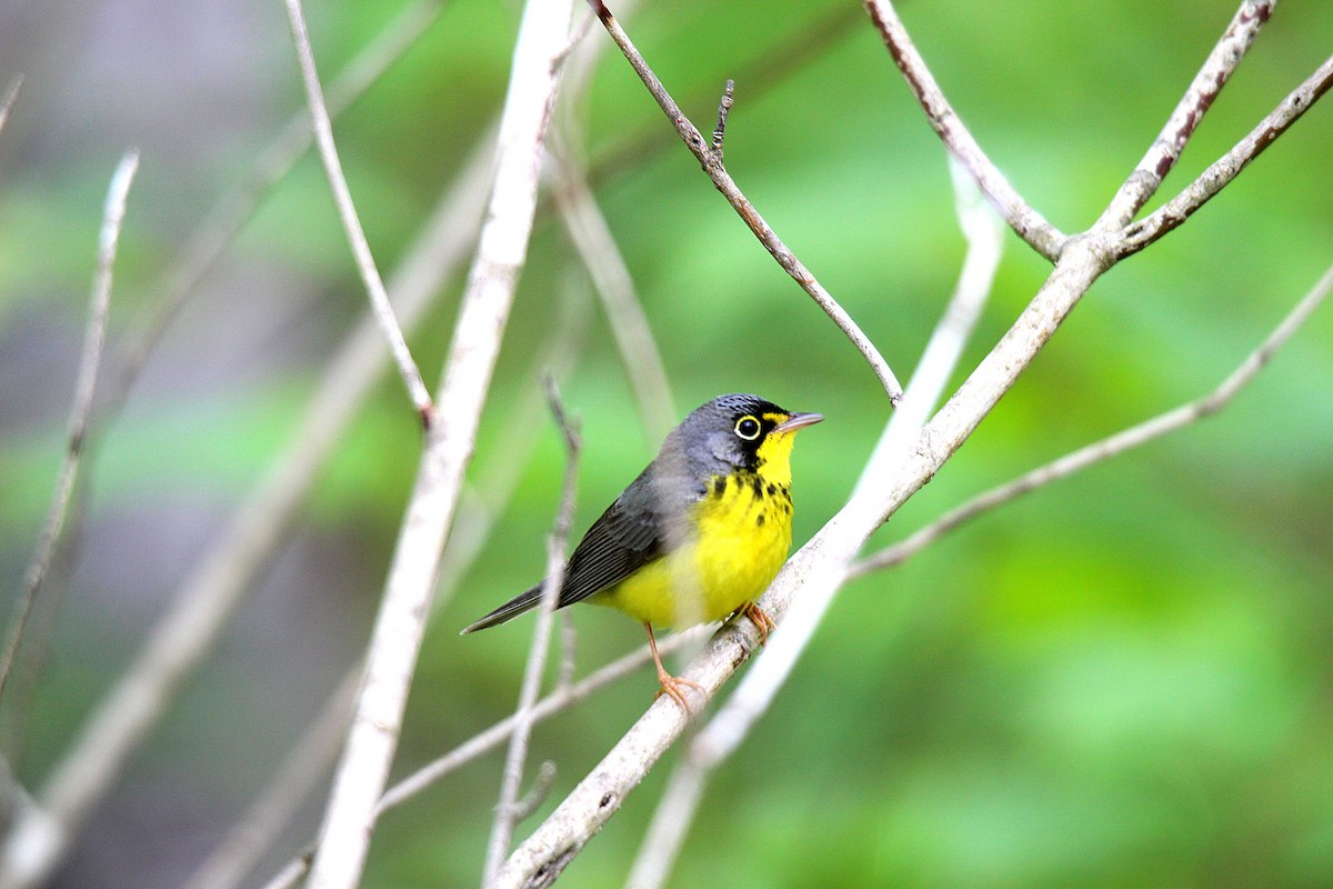 Canada Warbler - ML637537300