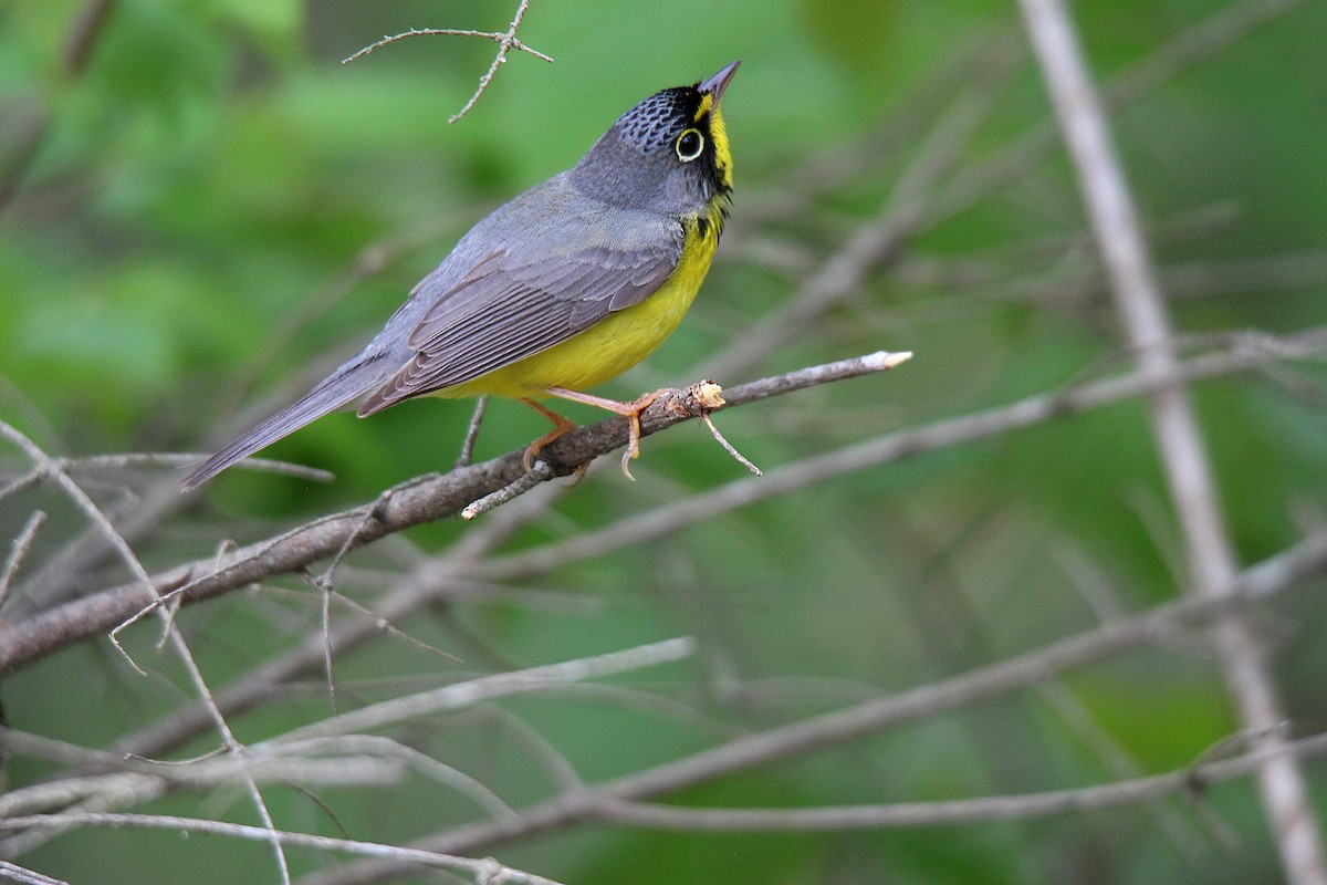 Canada Warbler - ML637537301