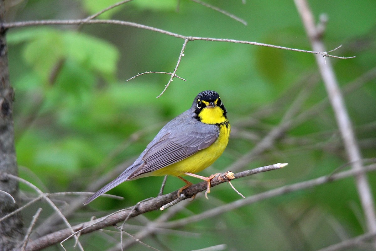 Canada Warbler - ML637537302