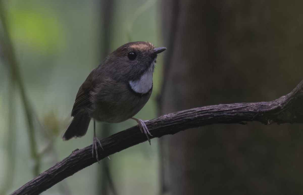 White-gorgeted Flycatcher - ML637537311