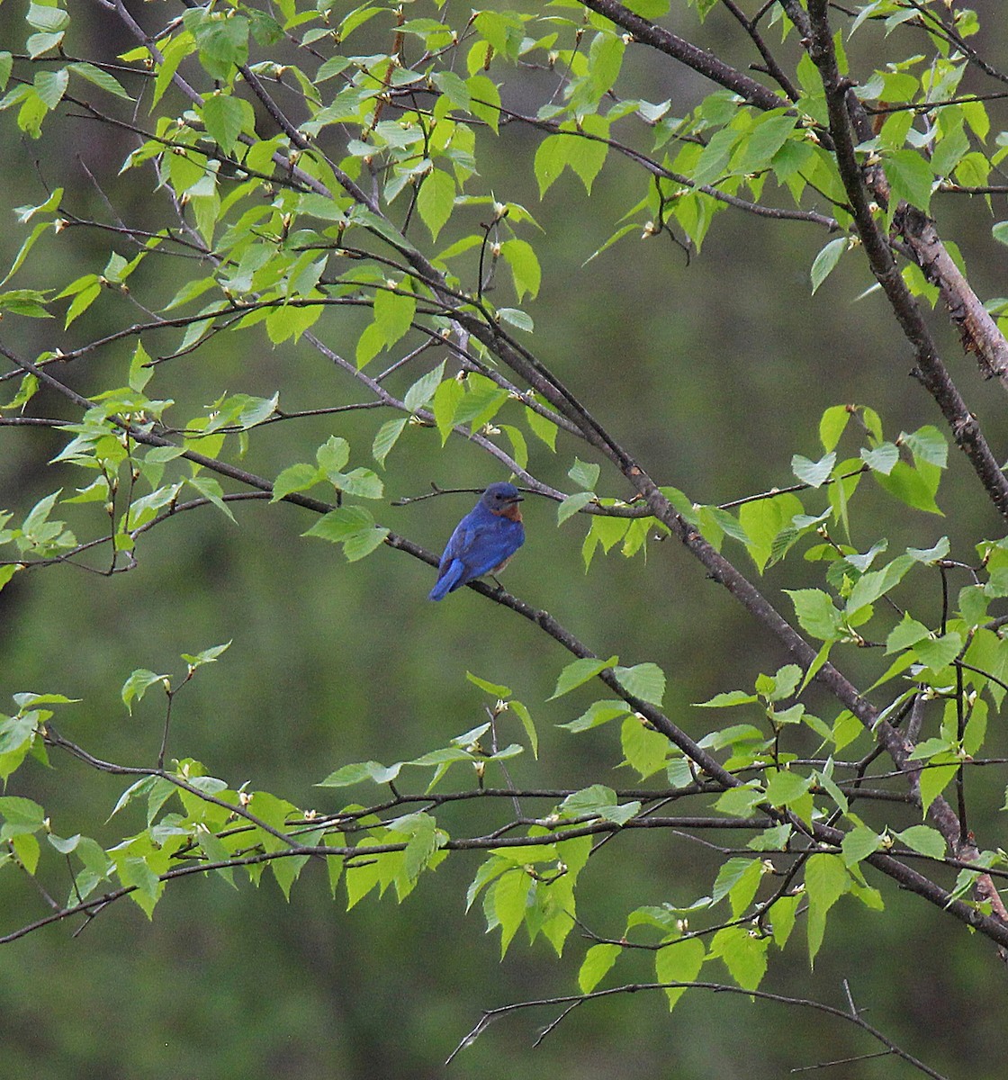 østblåfugl - ML637537346