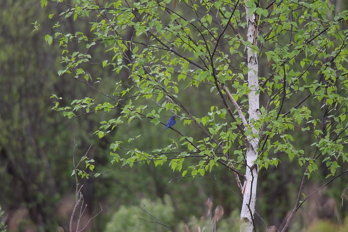 østblåfugl - ML637537347