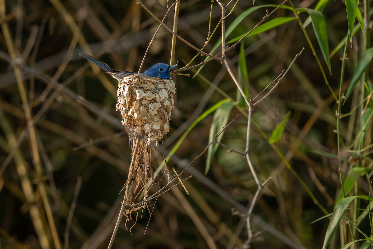 Black-naped Monarch - ML637537358