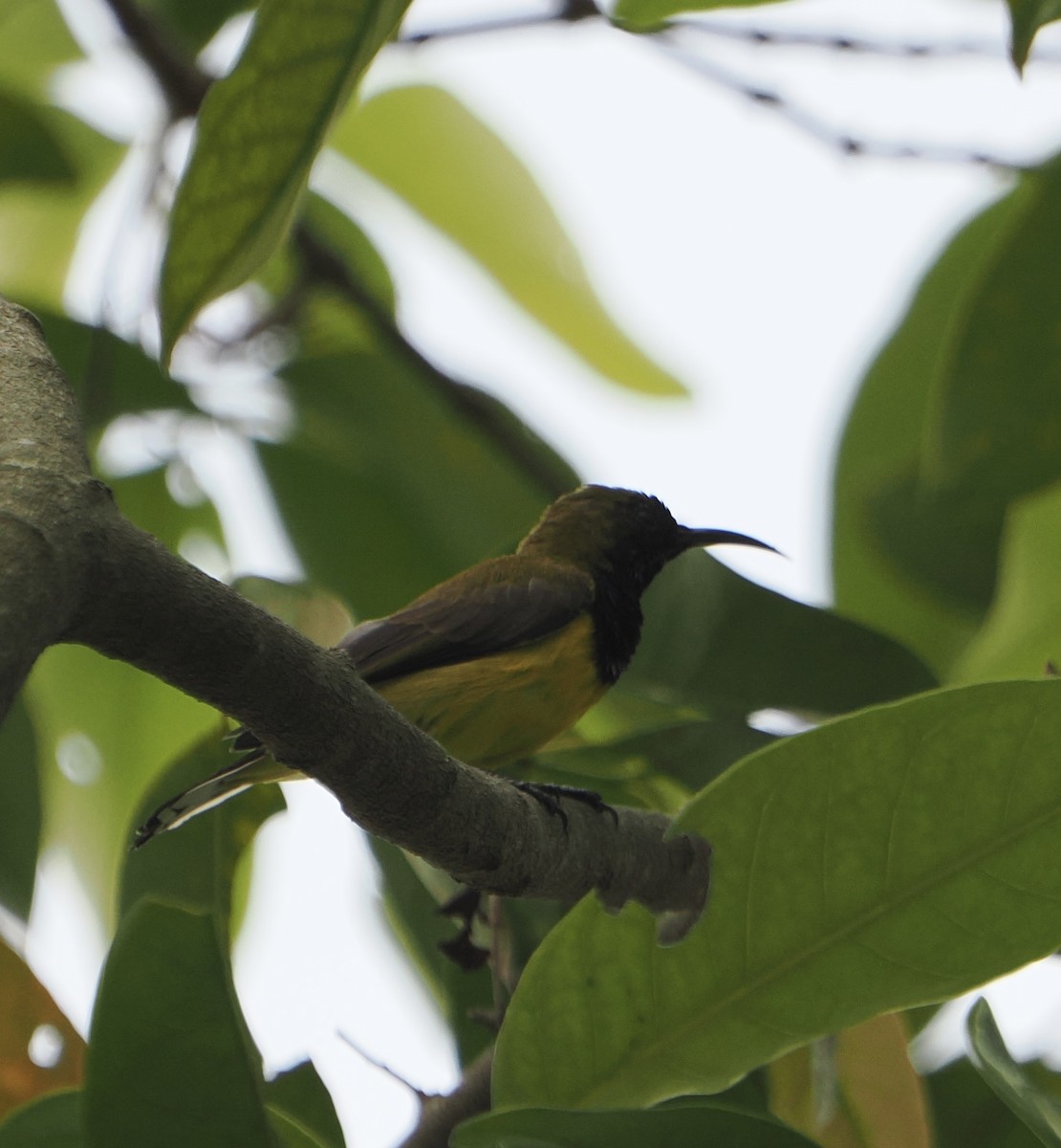 Ornate Sunbird - ML637537361