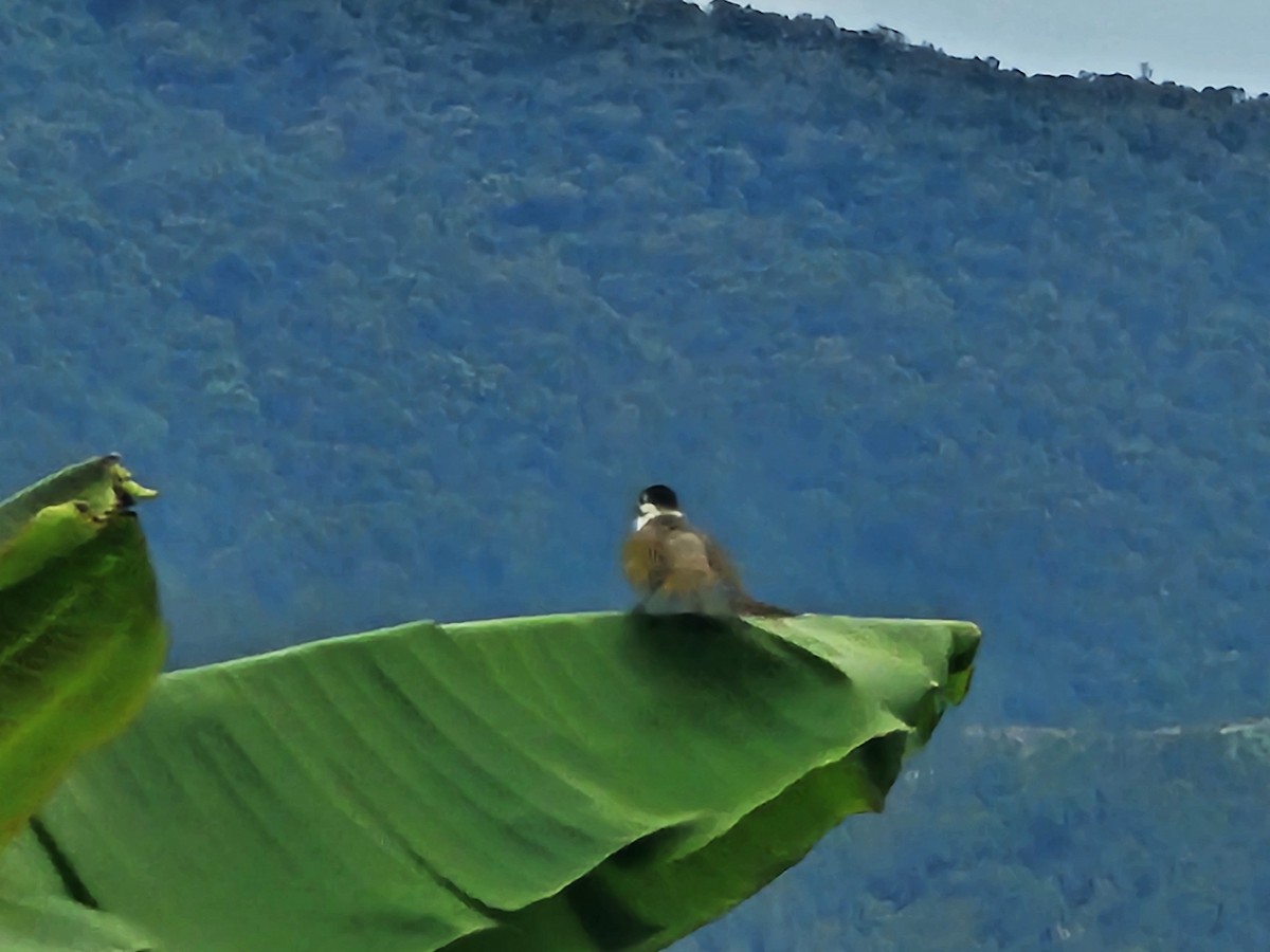 Styan's Bulbul - ML637537368