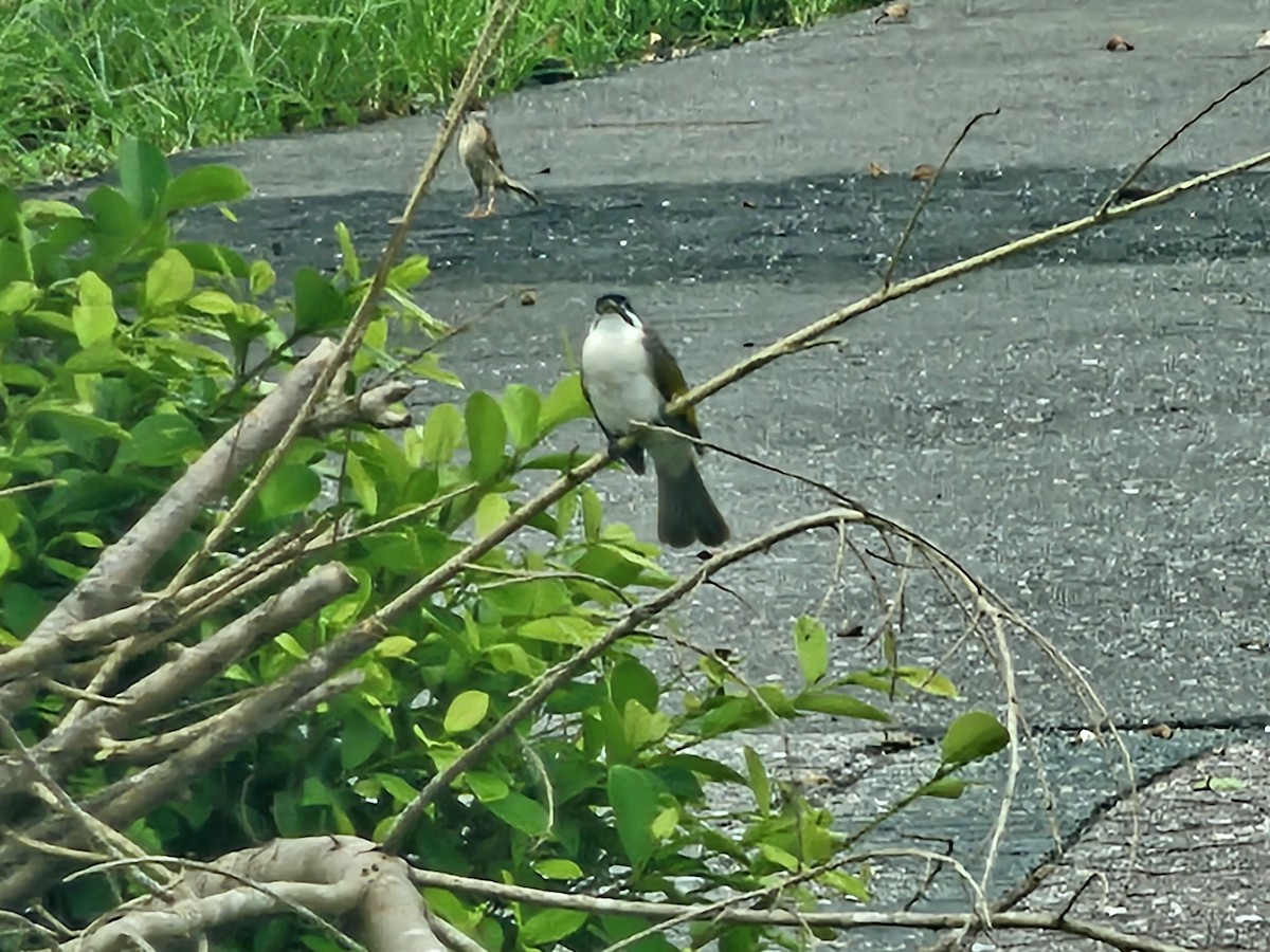 Styan's Bulbul - ML637537369
