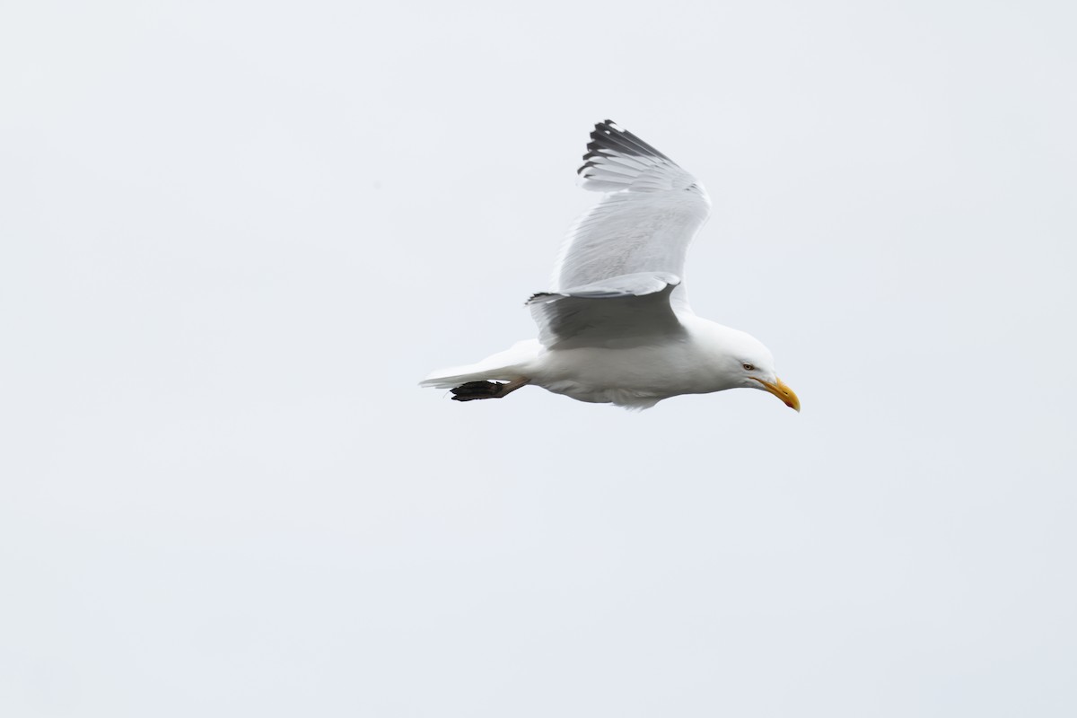 American Herring Gull - ML637537374