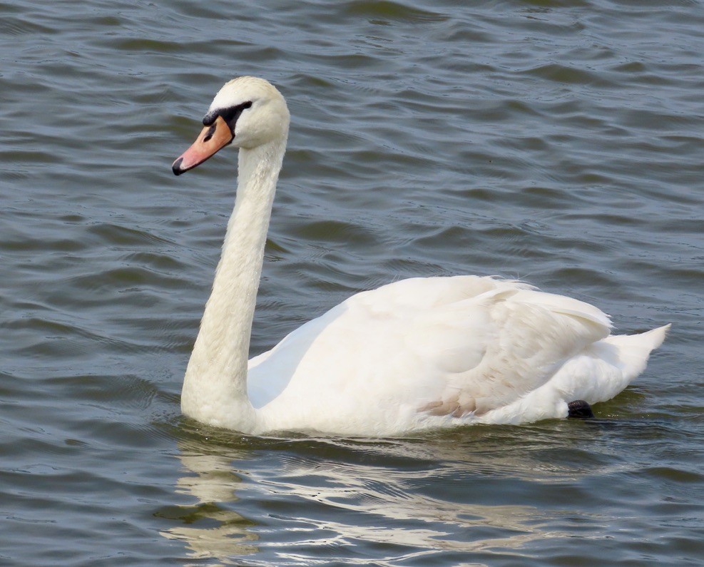 Mute Swan - ML637537385