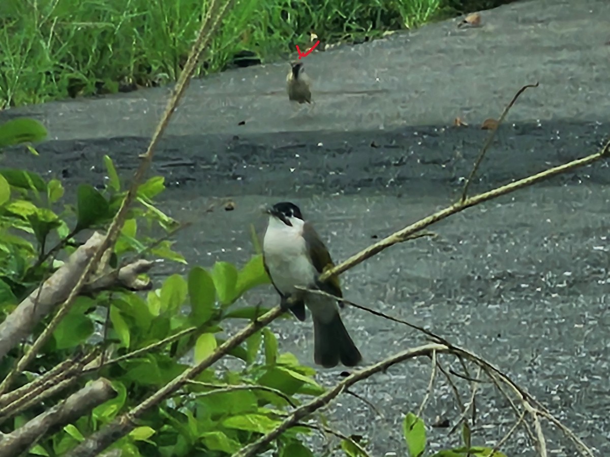Eurasian Tree Sparrow - ML637537388