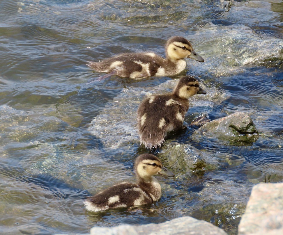 Mallard - ML637537393