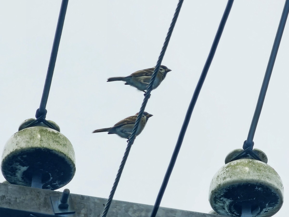 Eurasian Tree Sparrow - ML637537407