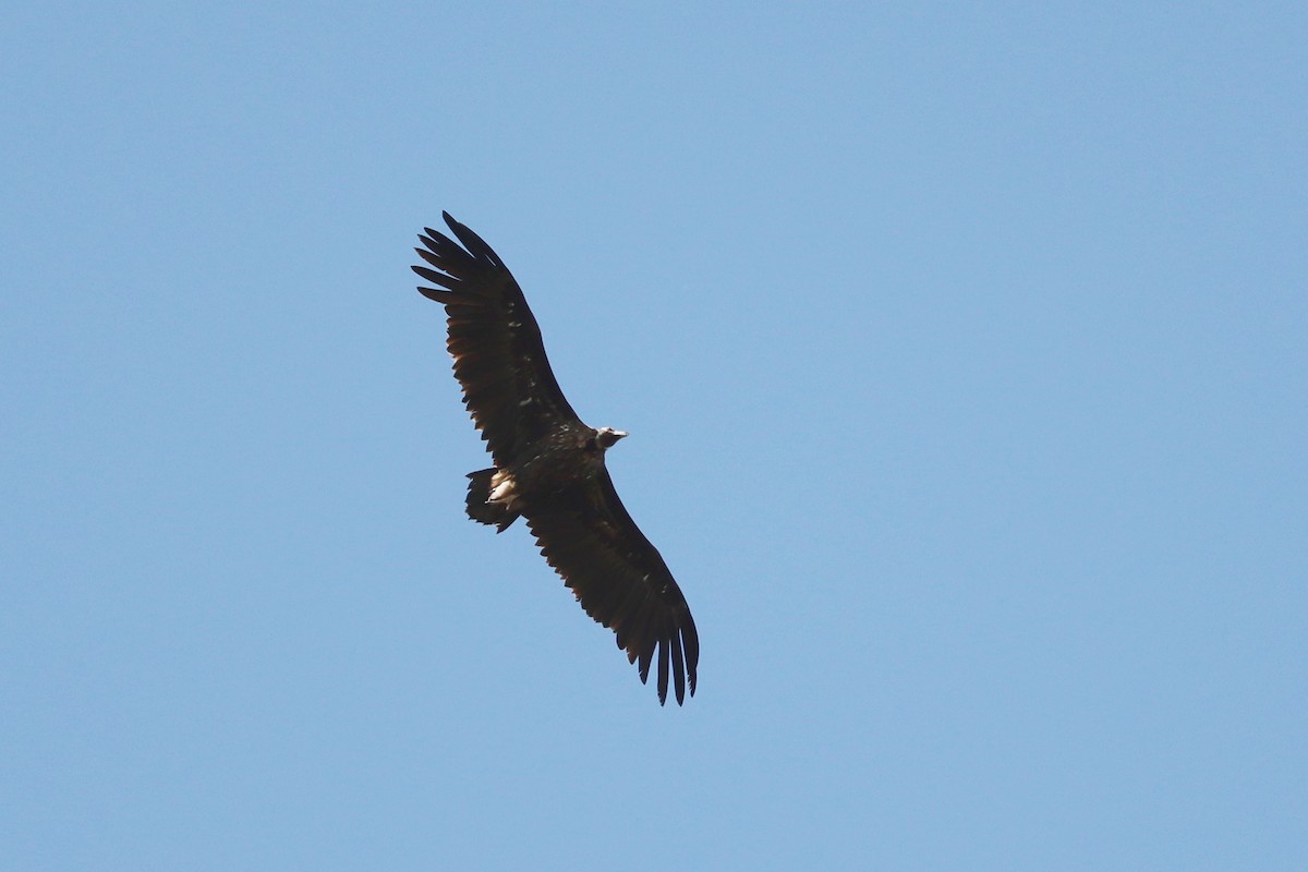 Cinereous Vulture - ML637537411