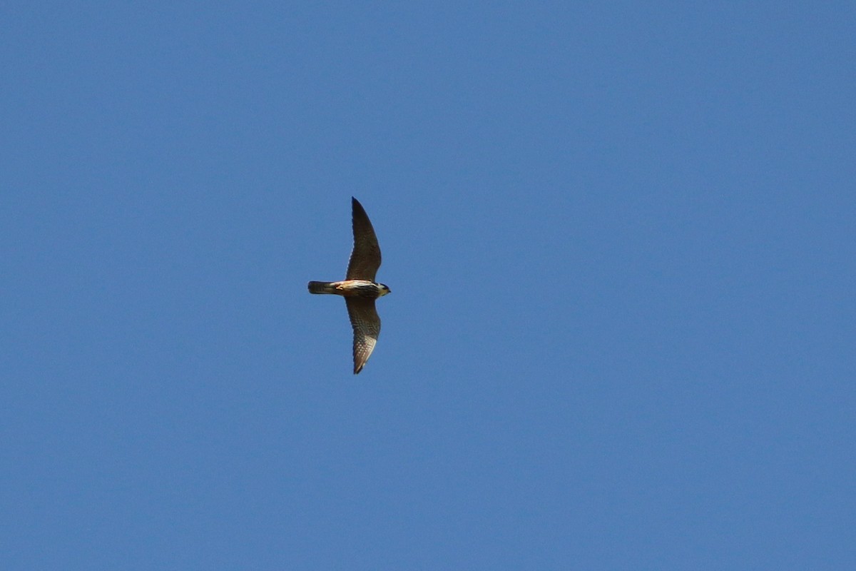 Eurasian Hobby - ML637537412