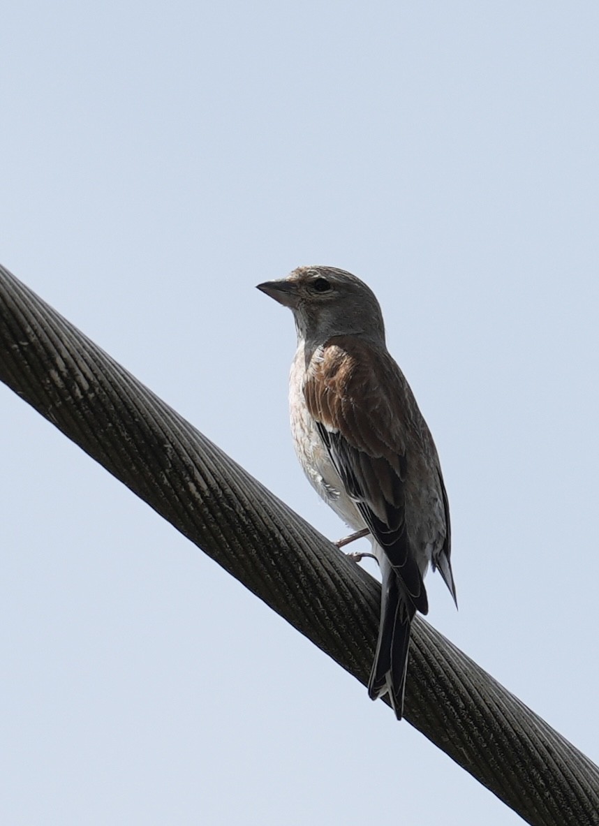 Eurasian Linnet - ML637537416