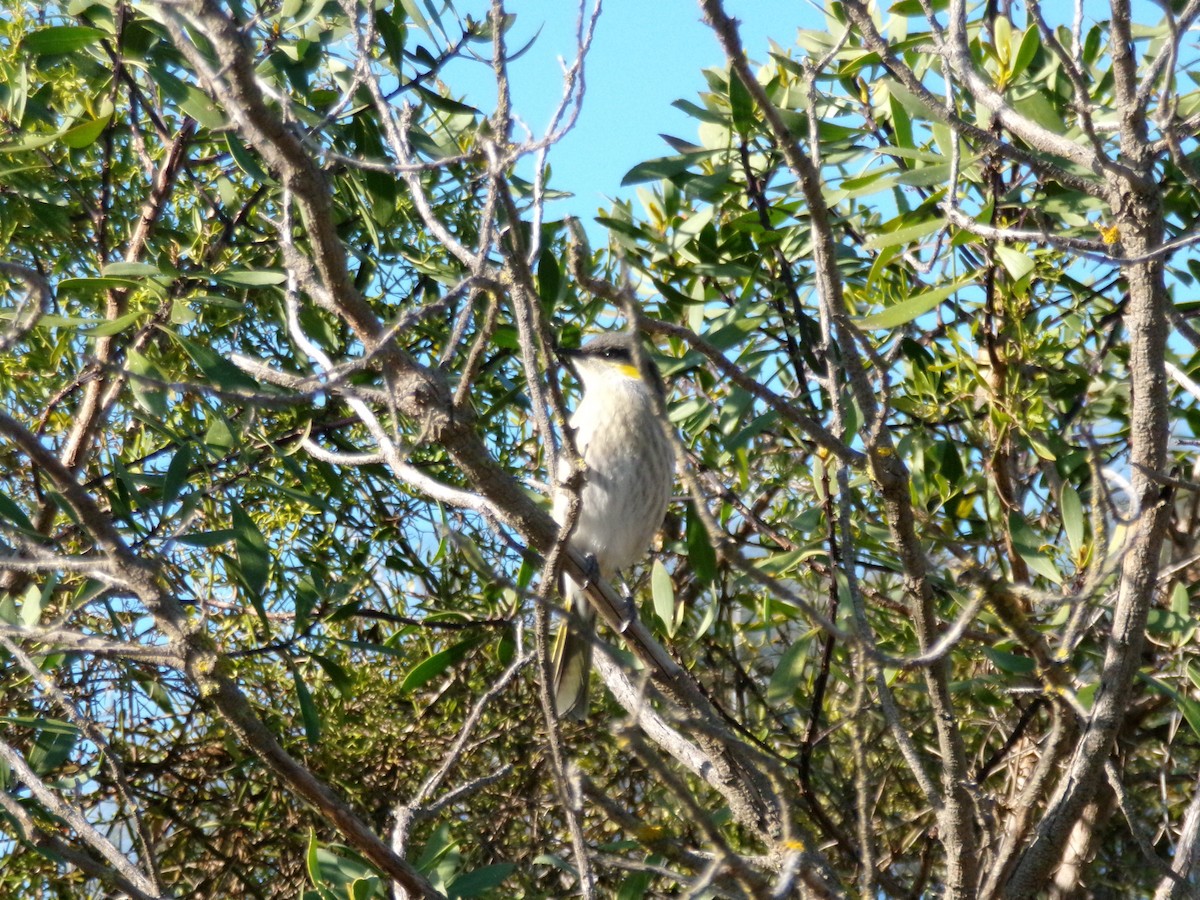 Singing Honeyeater - ML637537417