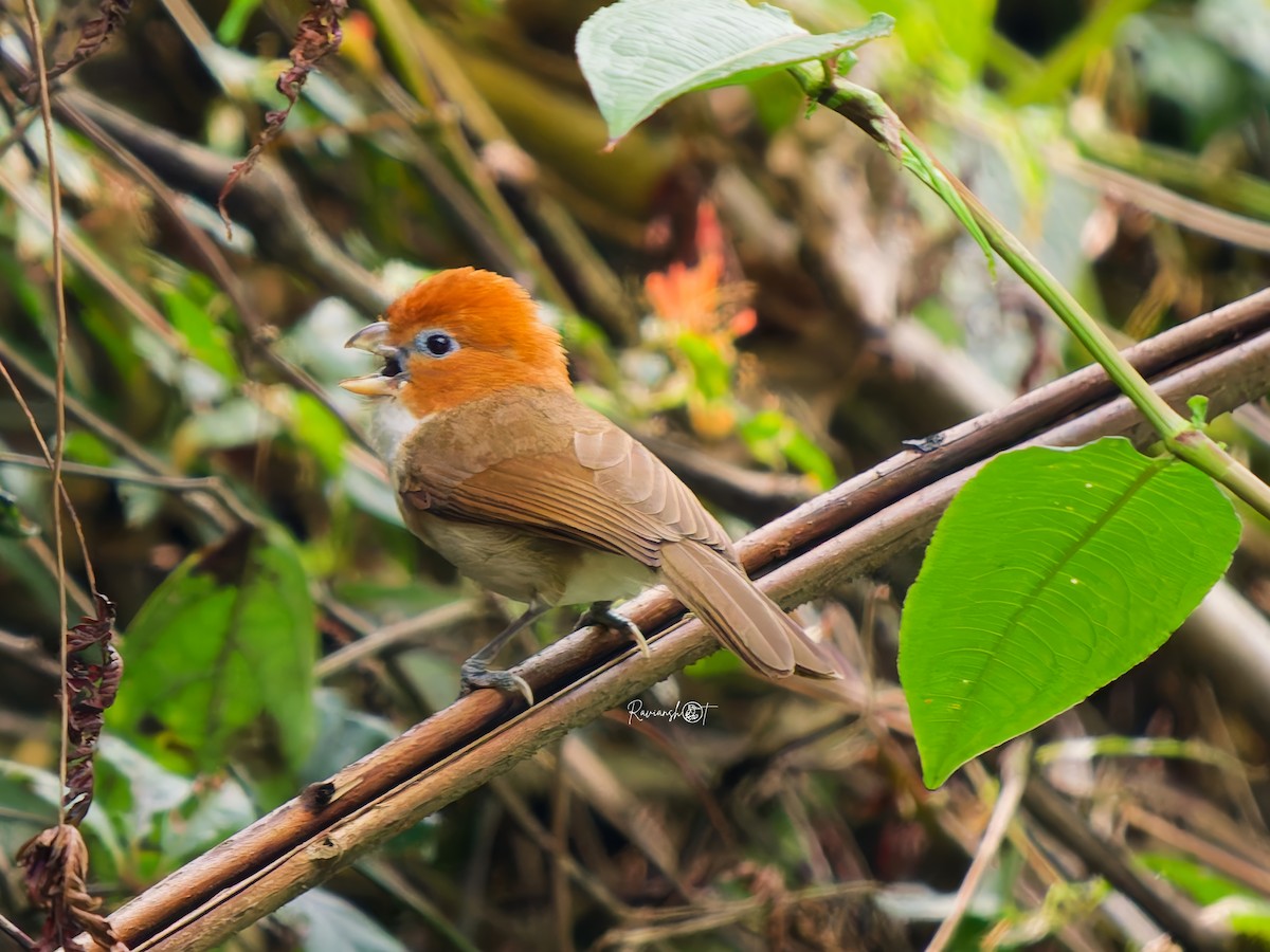 White-breasted Parrotbill - ML637537418