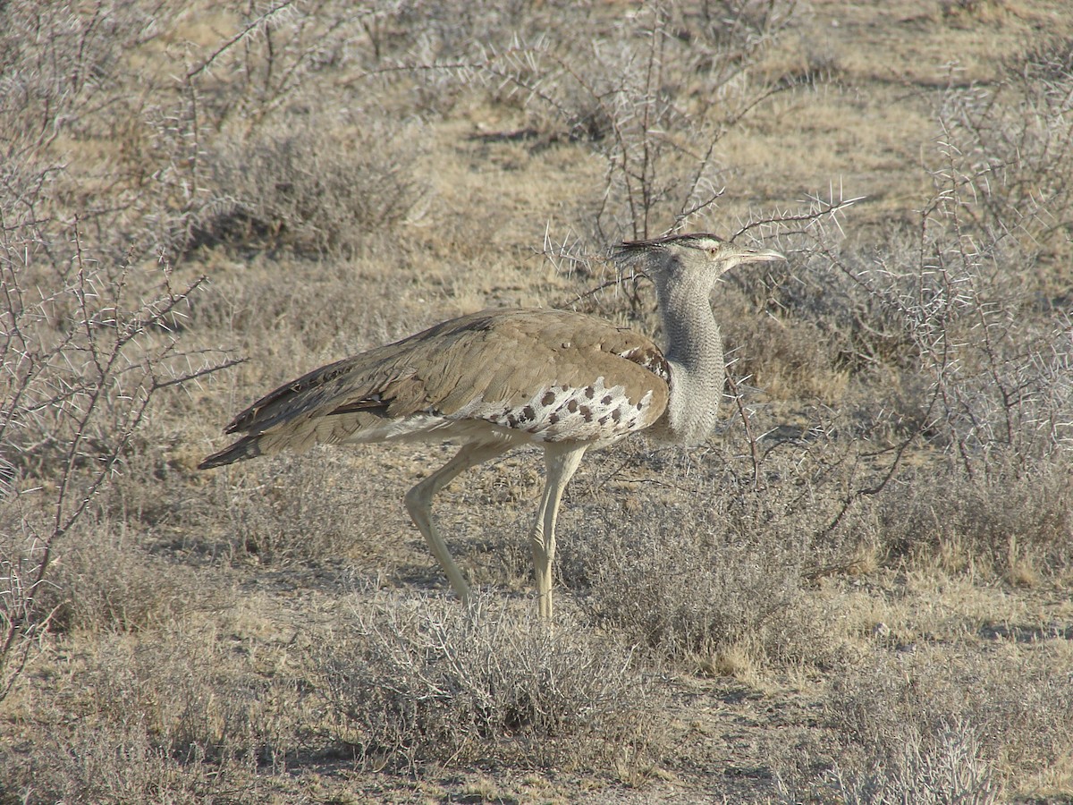 Kori Bustard - ML637537419