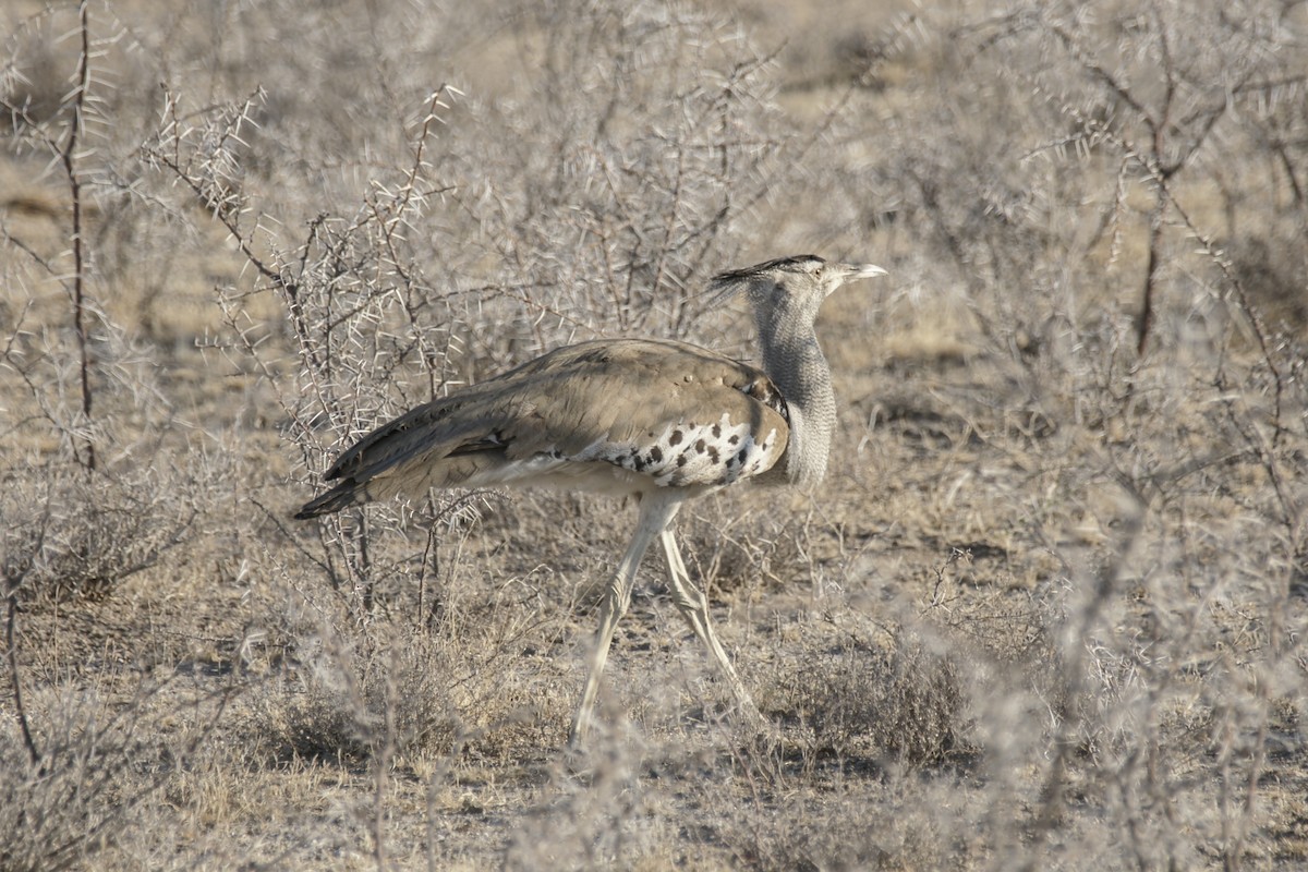Kori Bustard - ML637537420