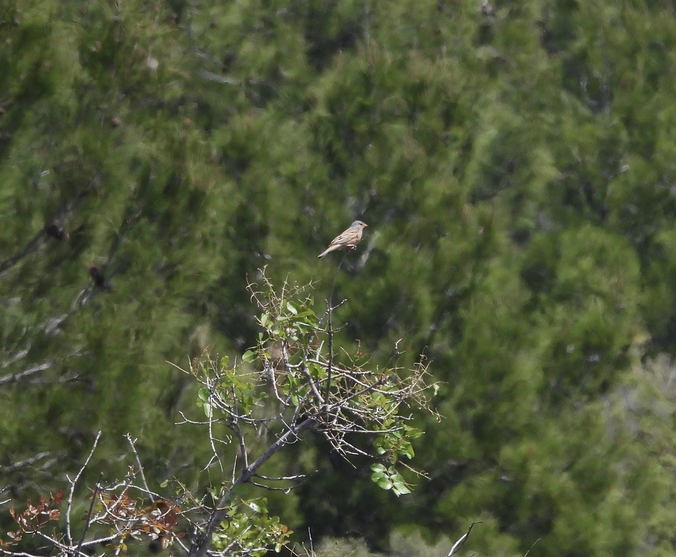 Cretzschmar's Bunting - ML637537421