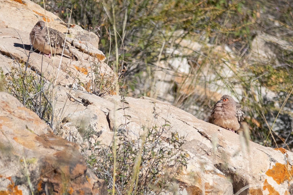 Bare-faced Ground Dove - ML637537423