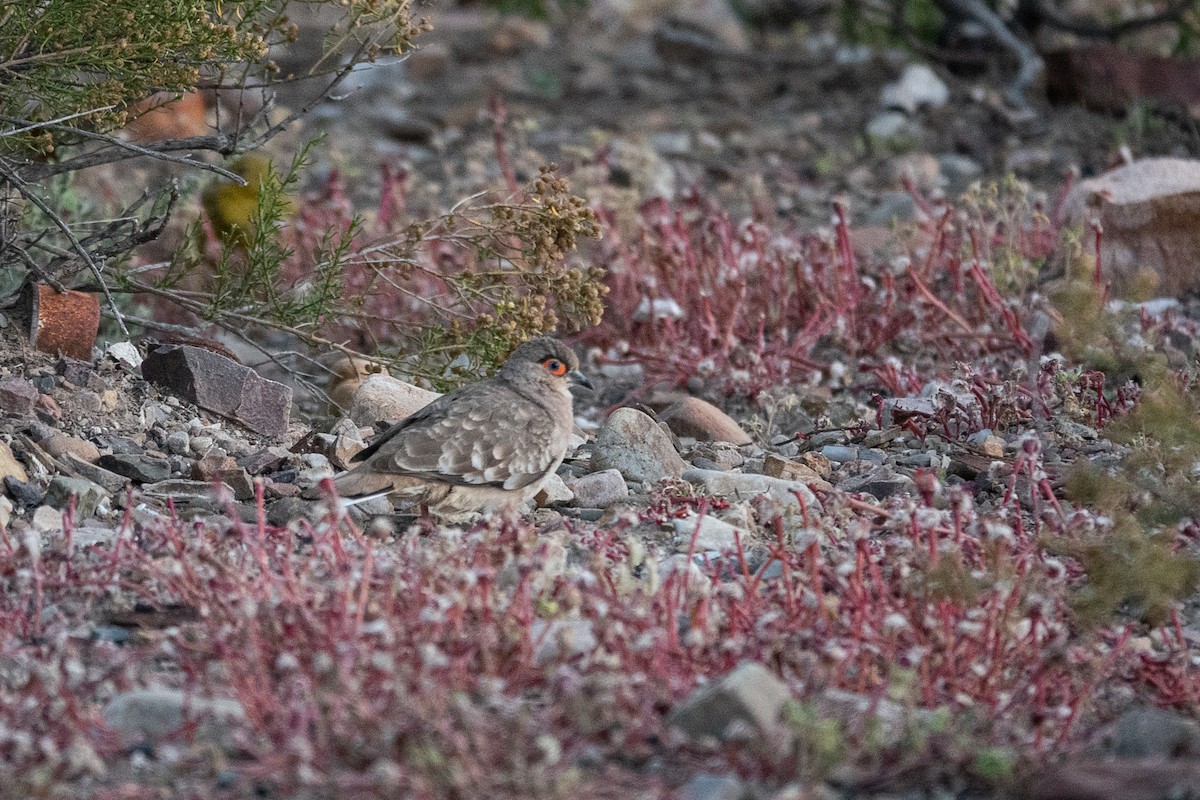 Bare-faced Ground Dove - ML637537424