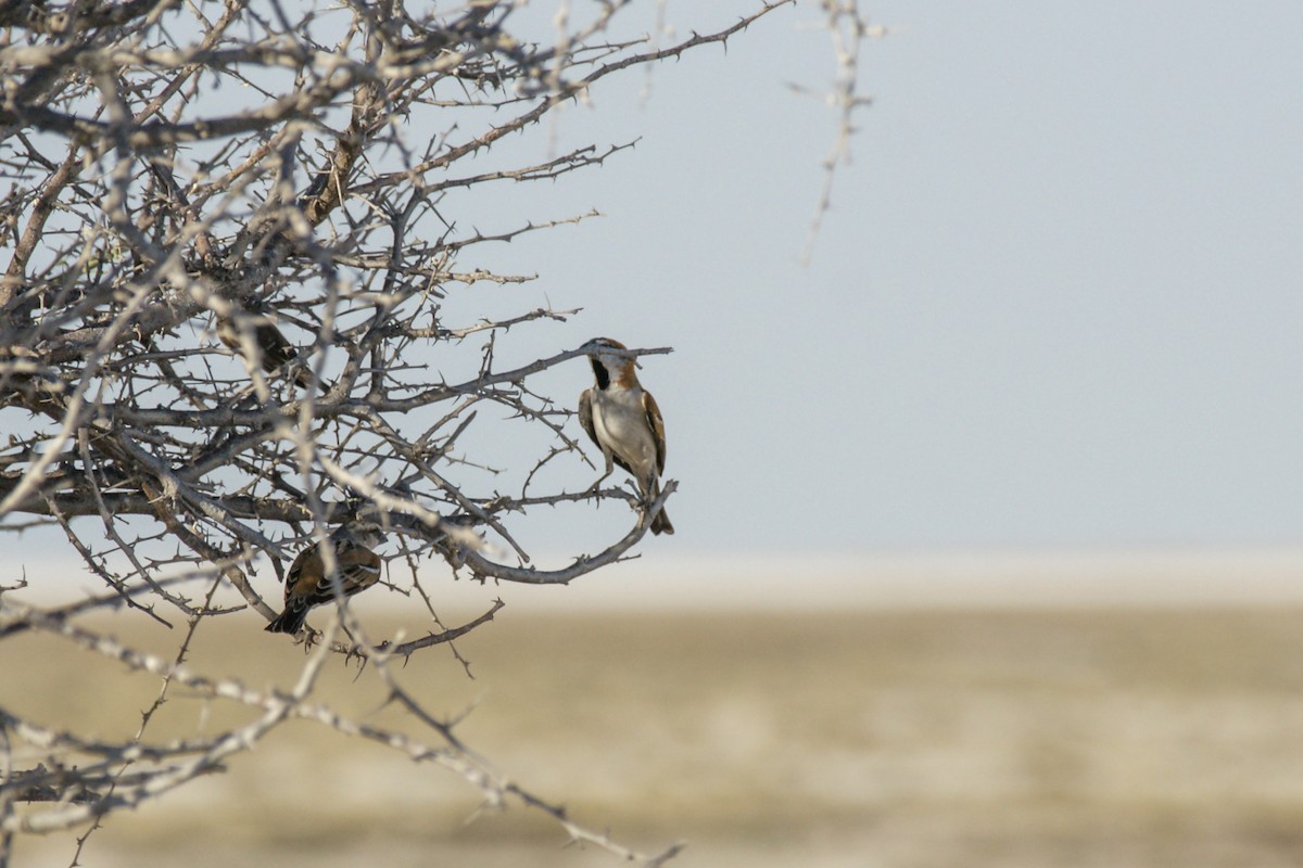Great Rufous Sparrow - ML637537425