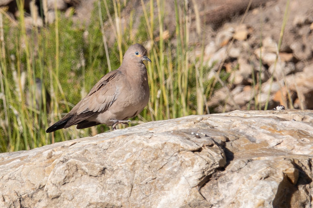 Black-winged Ground Dove - ML637537426