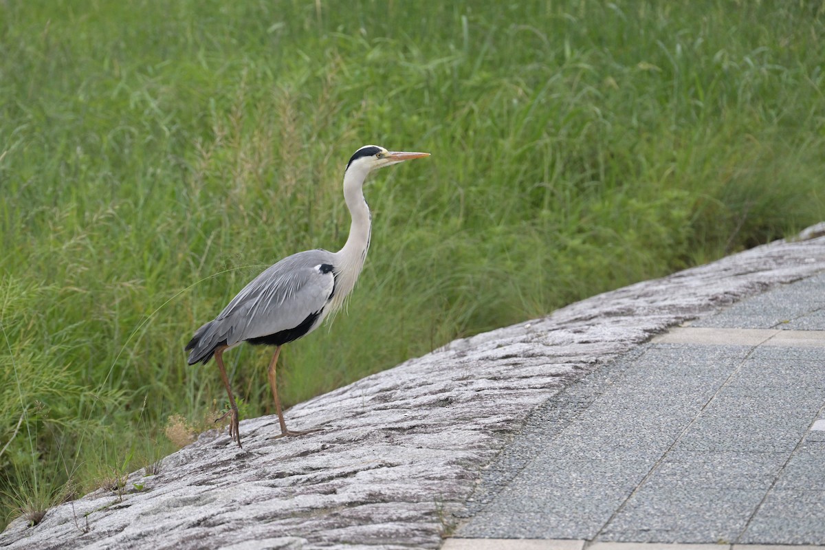 Gray Heron - ML637537427