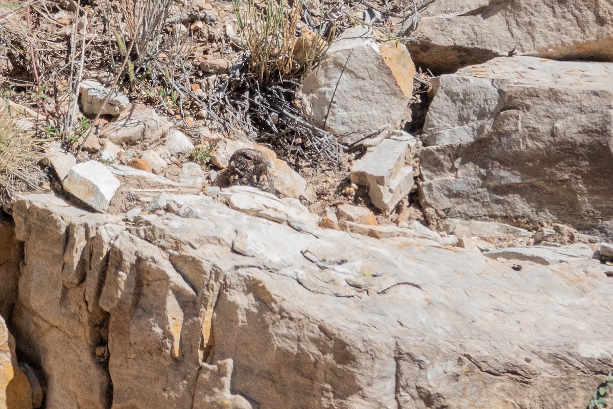Band-winged Nightjar - ML637537429