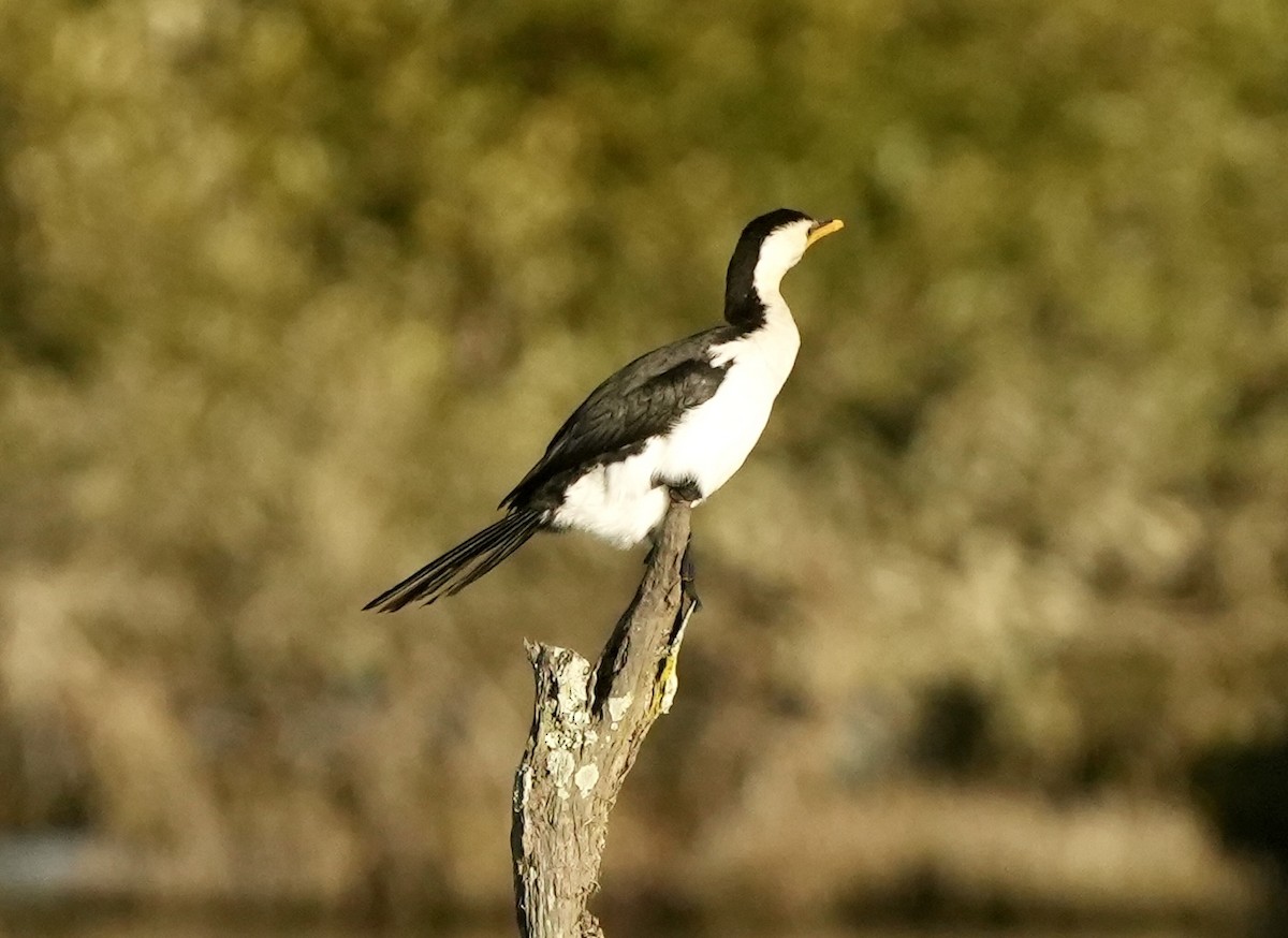 Little Pied Cormorant - ML637537431