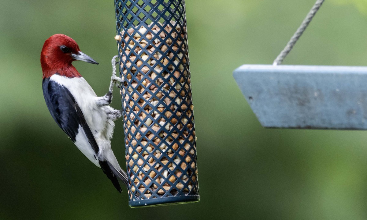 Red-headed Woodpecker - ML637537433