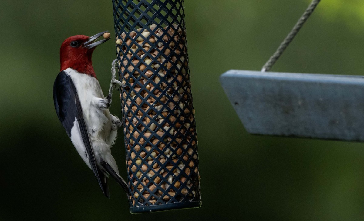 Red-headed Woodpecker - ML637537434