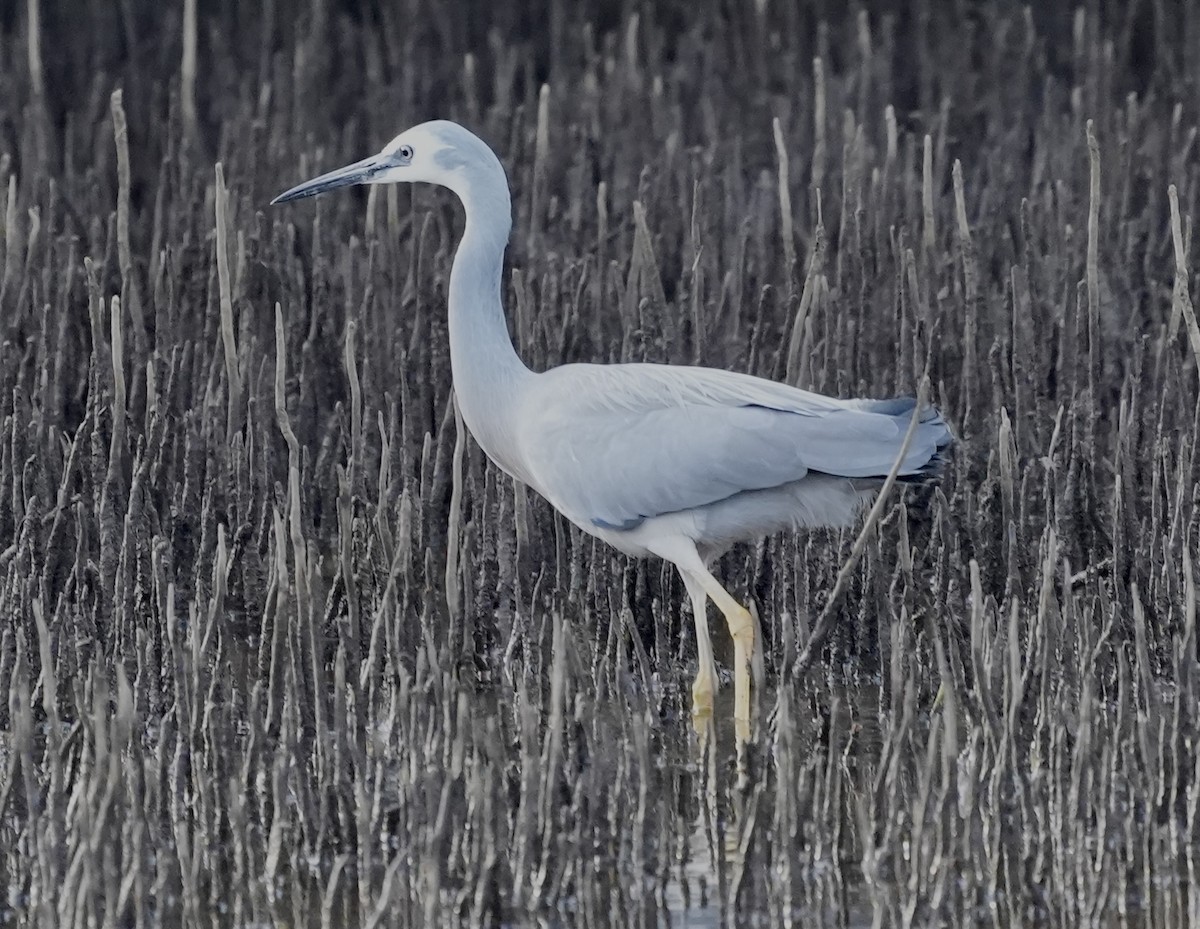 White-faced Heron - ML637537435