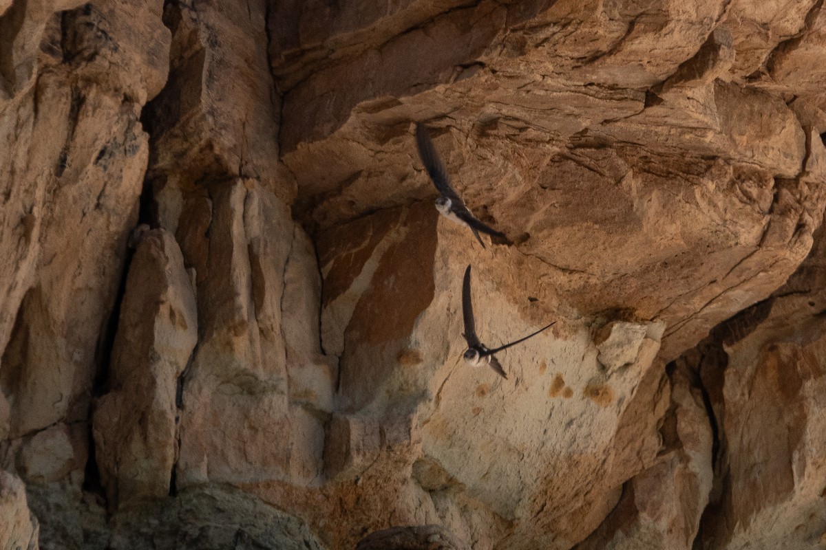Andean Swift - ML637537436