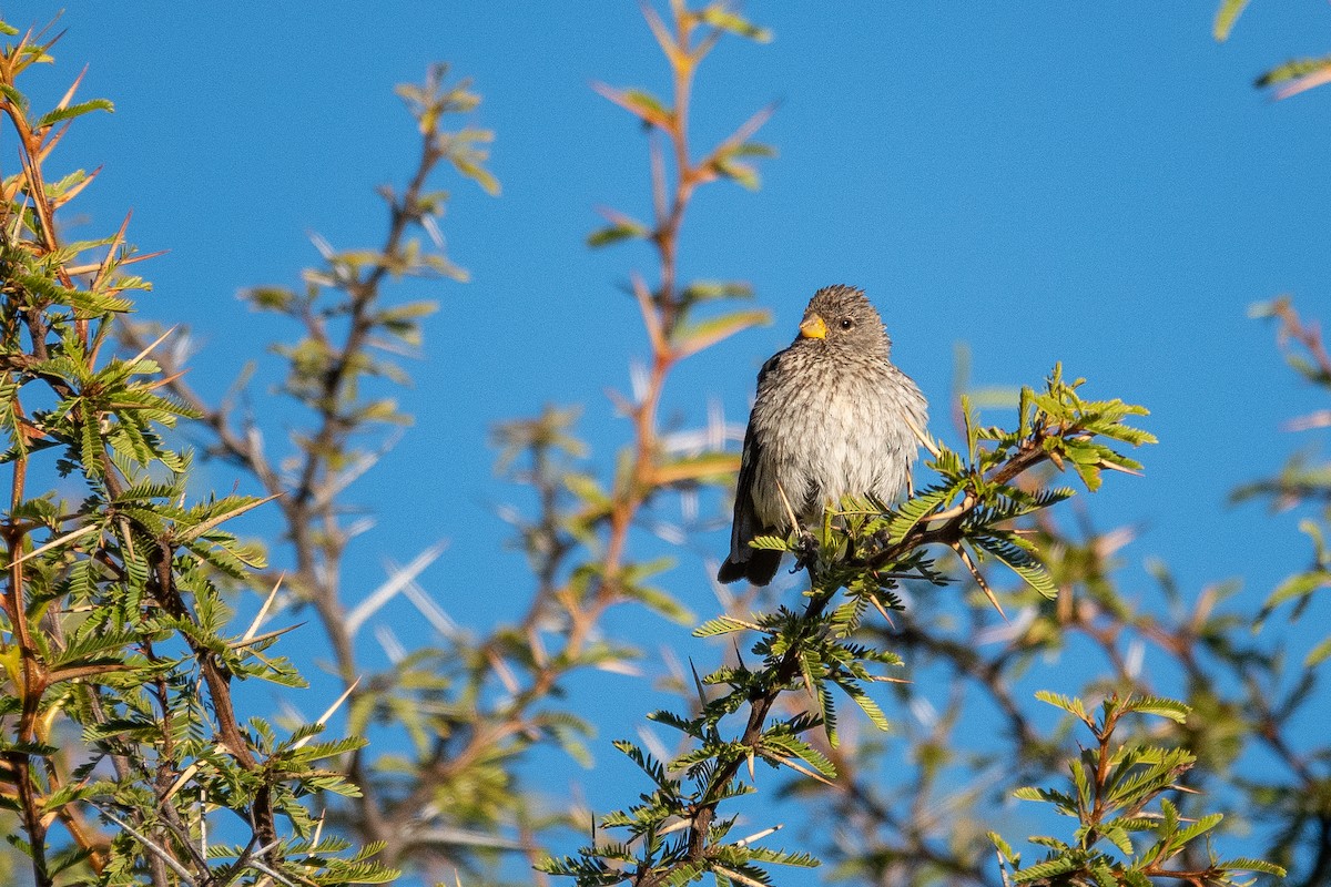 Band-tailed Seedeater - ML637537499