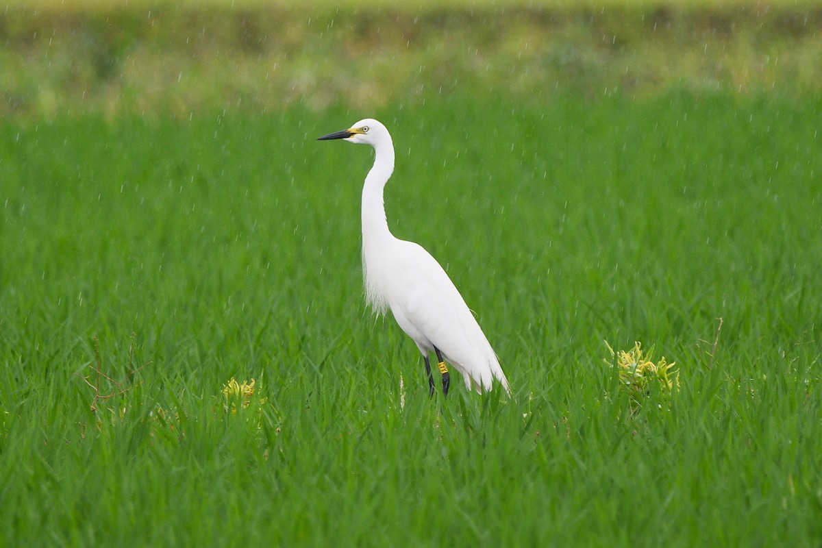 Medium Egret - ML637537508