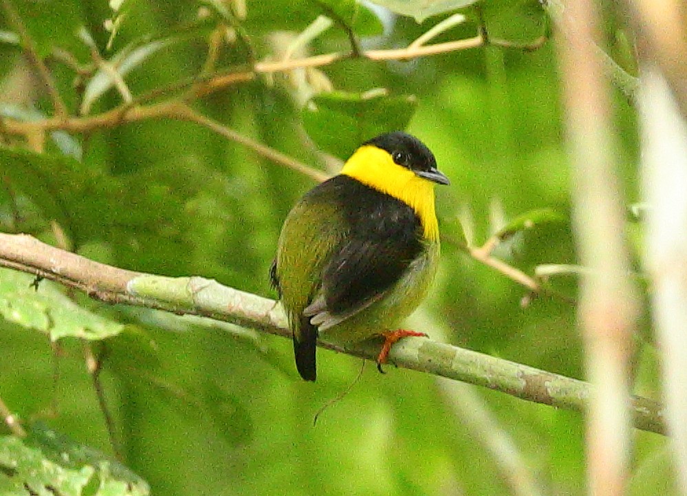 Golden-collared Manakin - ML637537580