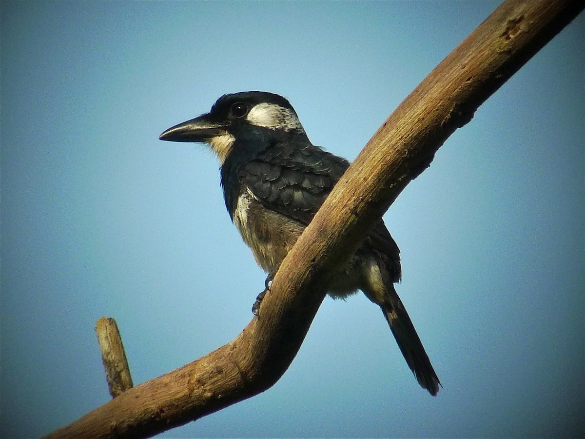 Black-breasted Puffbird - ML637537613