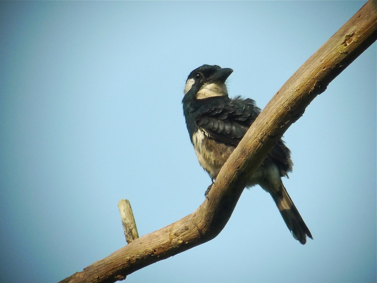 Black-breasted Puffbird - ML637537622