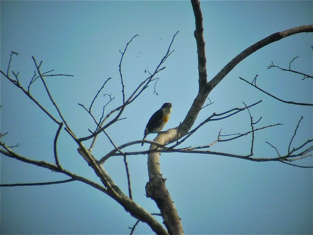 Spot-crowned Barbet - ML637537624