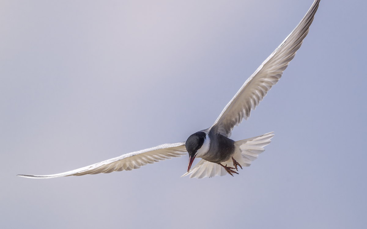 rybák bahenní - ML637537650