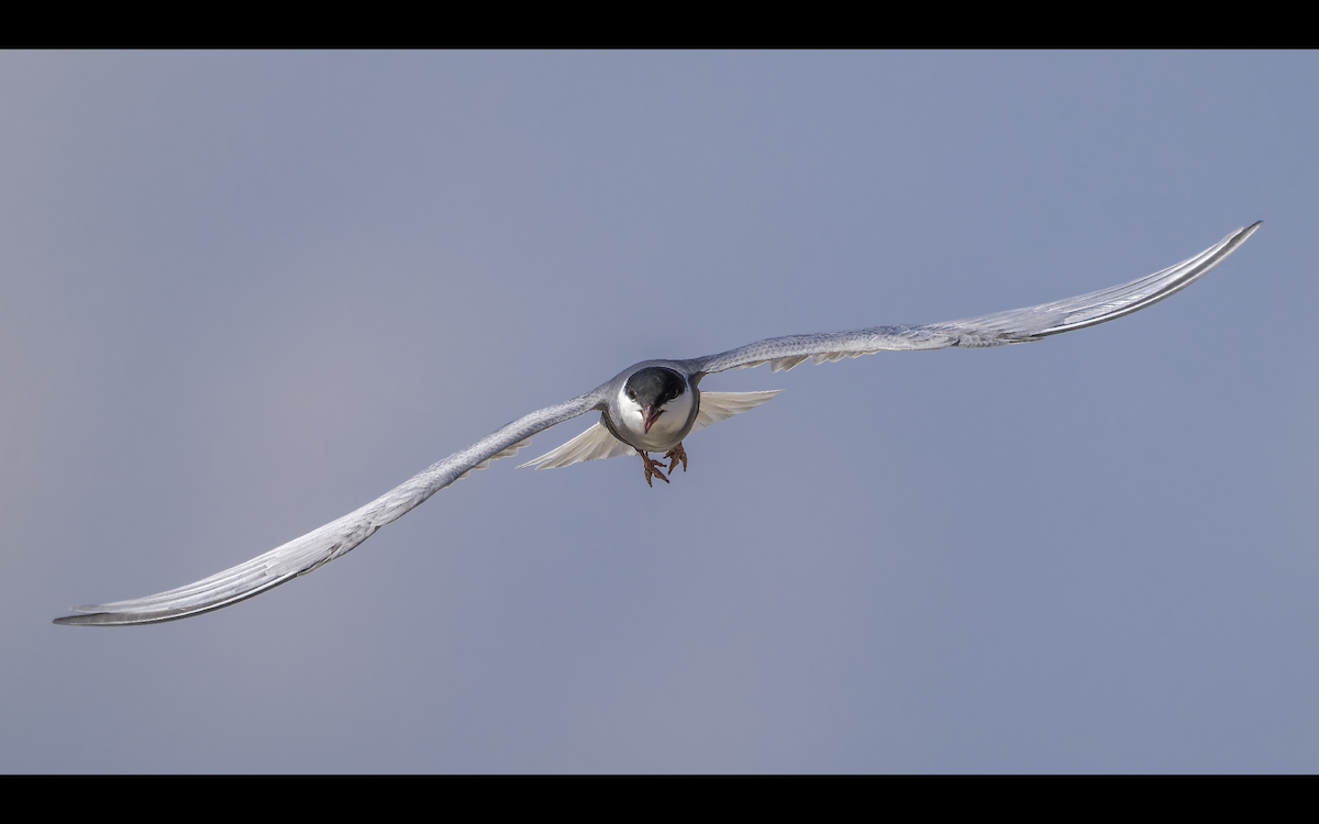 rybák bahenní - ML637537652