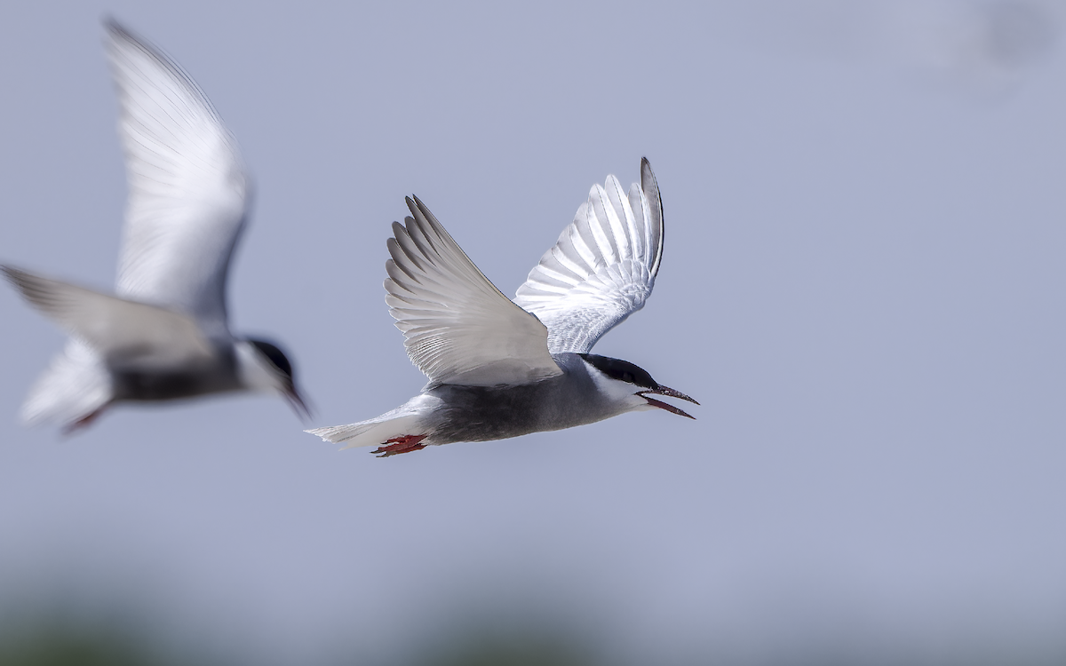 rybák bahenní - ML637537654