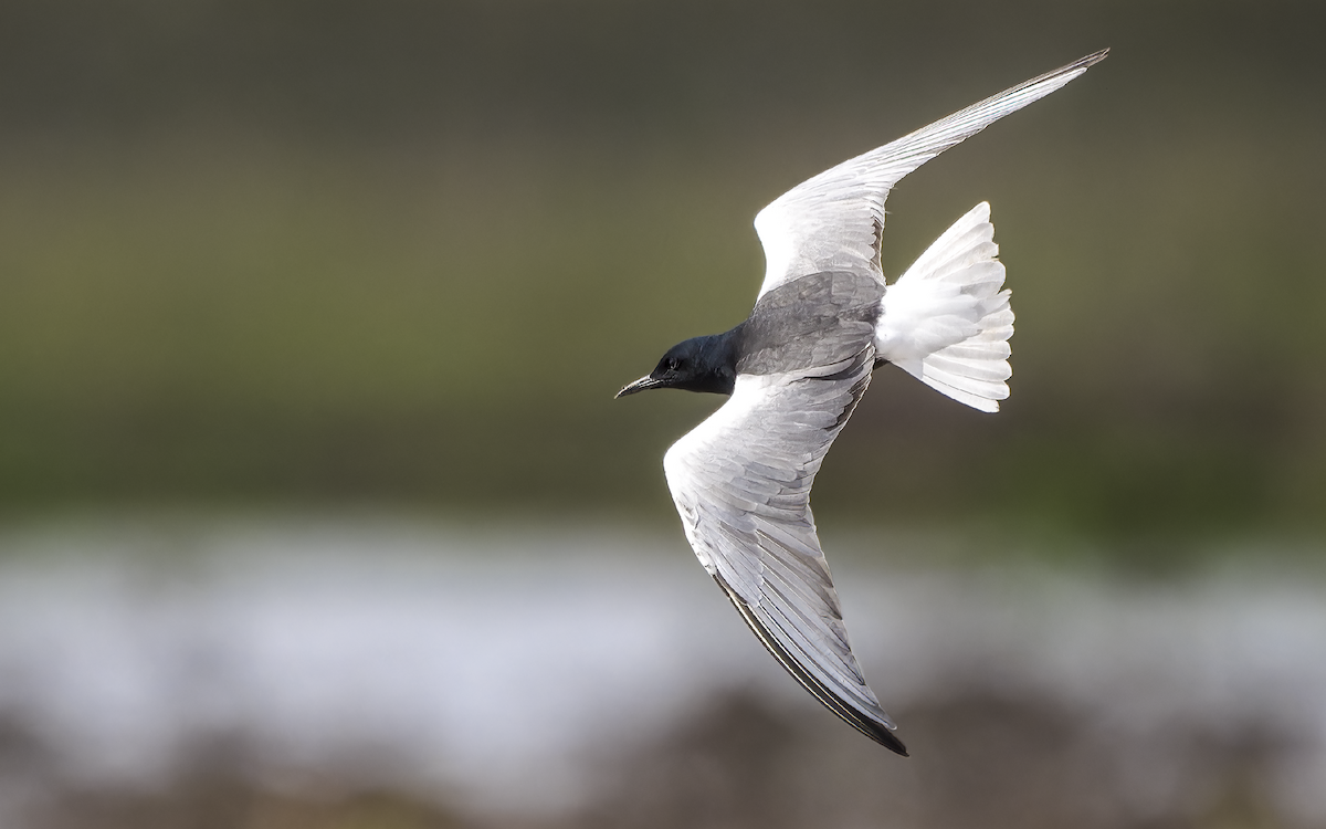 White-winged Tern - ML637537662
