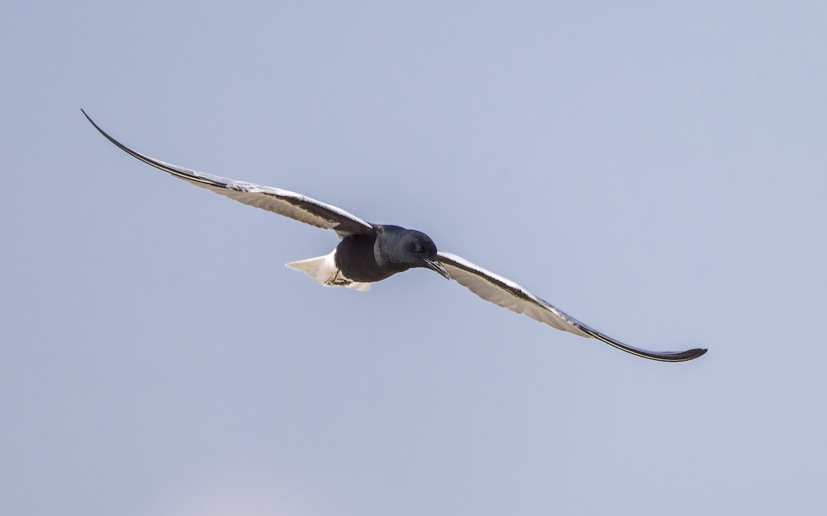 White-winged Tern - ML637537663